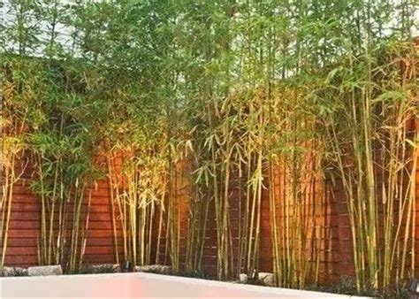 庭院种什么高大的竹子好