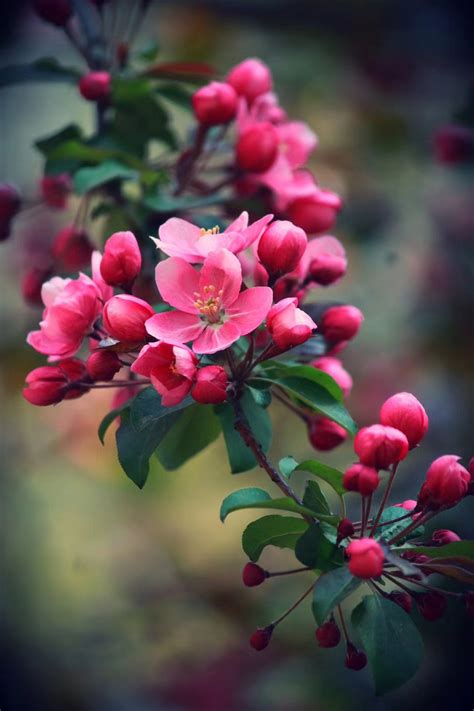 开红花的海棠是什么品种