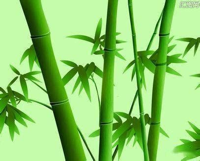 微信头像大全竹子绿色