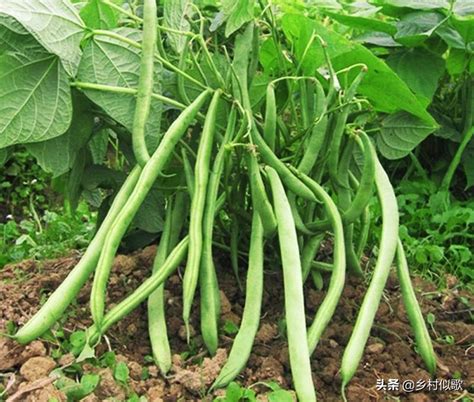 怎样种植芸豆效果最佳呢