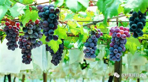 怎样种植葡萄长得好