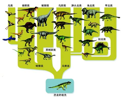 恐龙的进化过程