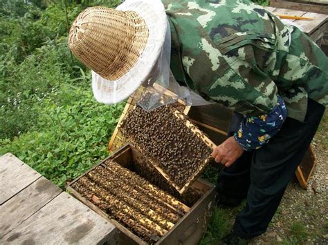 想开个养蜂的个体怎么起名