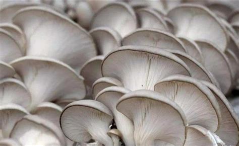 意大利常见蘑菇