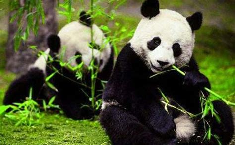 我爱大熊猫400字作文