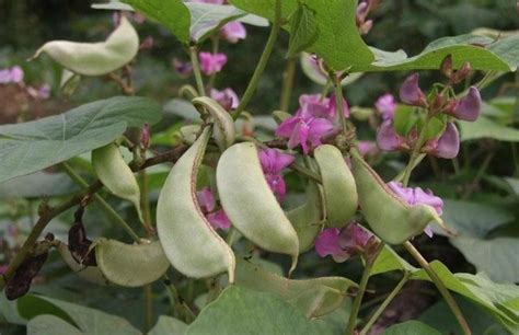 扁豆家庭种植时间和方法
