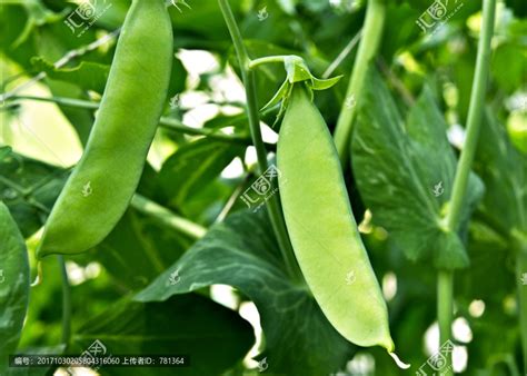 扁豆 种植