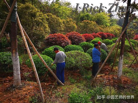 扬州苗木采购园林绿化