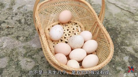 捡鸡蛋和捡鸭蛋