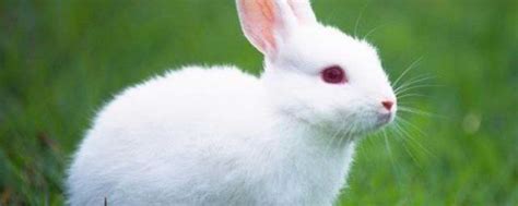 描写小白兔外貌的句子