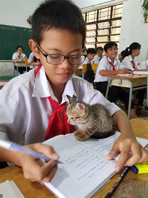 教师可以把猫带到学校上课吗