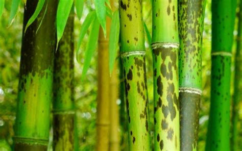 斑竹属于什么品种