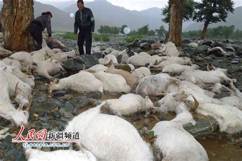 新疆低温造成牛羊死亡