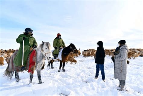 新疆暴雪致失联牛羊冻死