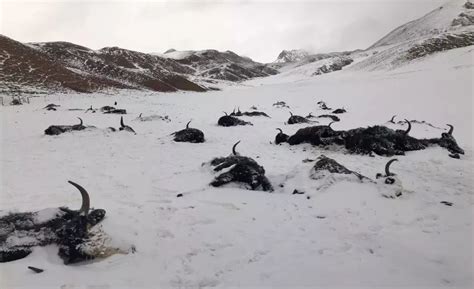 新疆暴雪致部分牲畜冻死
