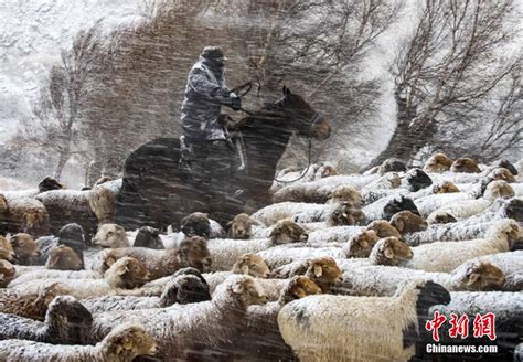 新疆牧场雪灾
