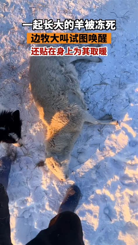 新疆牧民羊冻死后续
