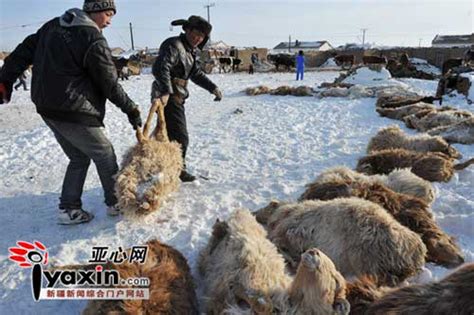 新疆羊群被冻死