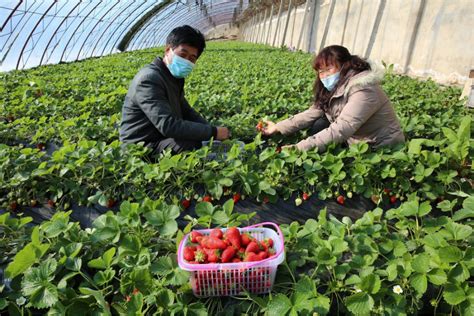 新疆草莓种植技术指导