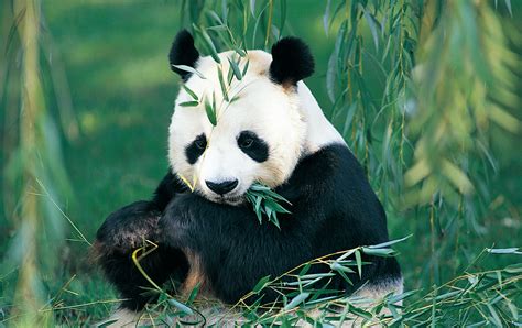 旅俄大熊猫无视大雪优雅吃竹子