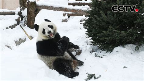 旅俄大熊猫 如意 在雪中尽情玩耍