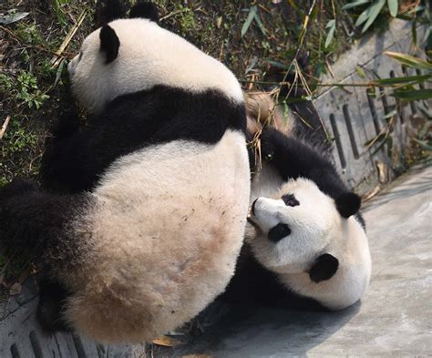 旅美大熊猫为何不能回国