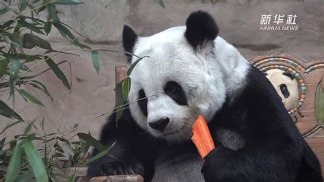 旅美大熊猫死因