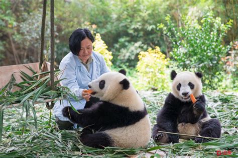 旅美大熊猫饲养员痛哭