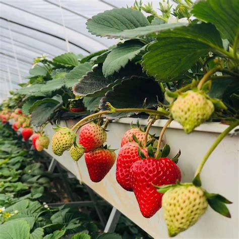 无土栽培草莓营养液配方
