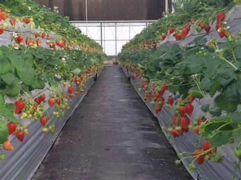 无土草莓大棚种植技术