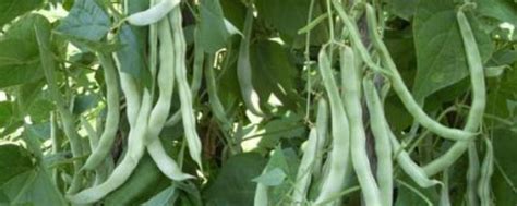 无架芸豆种植方法