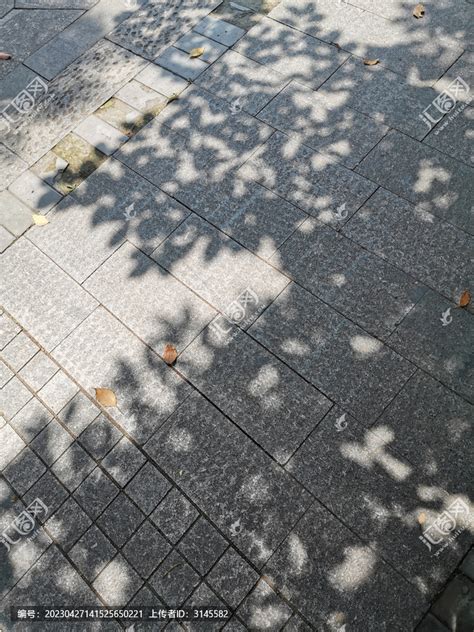 日光洒落树影斑驳图片