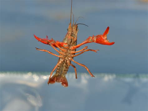 日本将小龙虾指定为外来物种