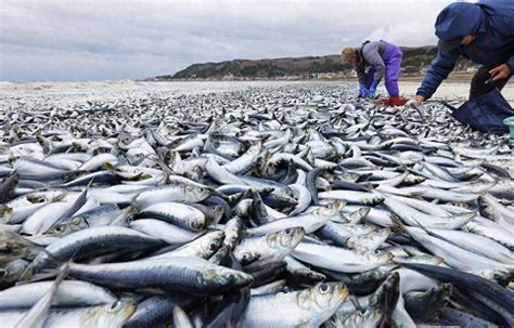 日本现大量沙丁鱼尸体
