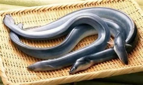 日本鳗鲡为啥不能人工繁殖
