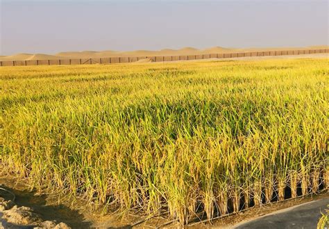 旱地种植稻谷的方法