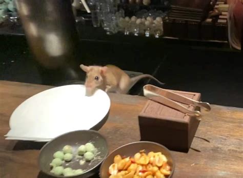 星级酒店房间发现老鼠