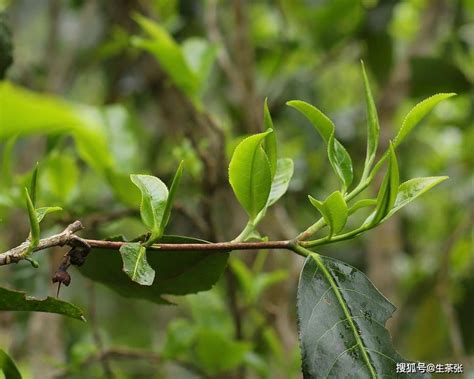 普洱茶按茶树生长方式划分可以分为