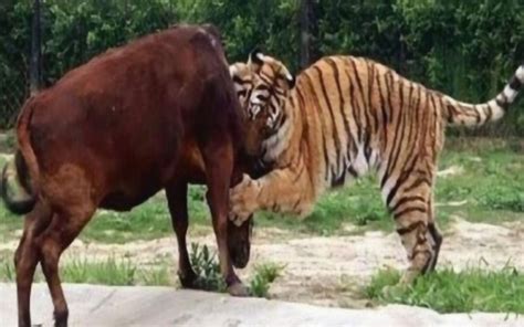 景区老虎被投喂长胖