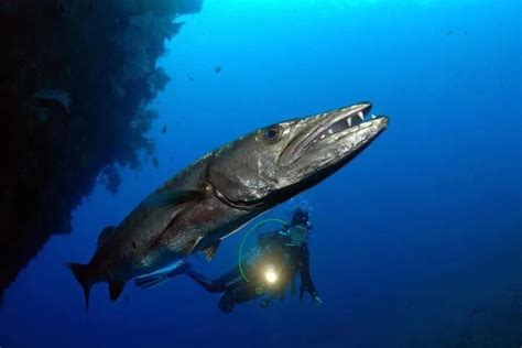最大的海狼鱼