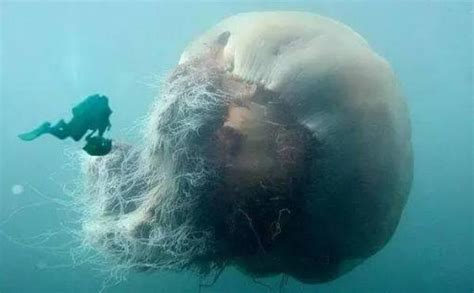 最大的深海水母