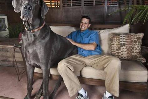 最大的狗
