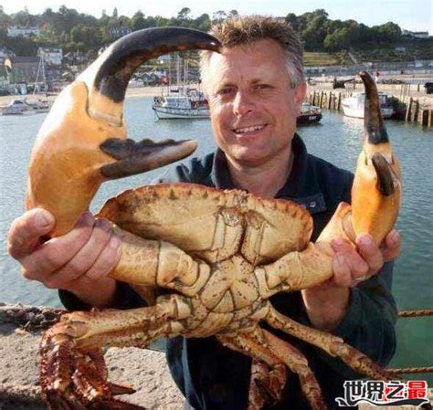 最大的螃蟹