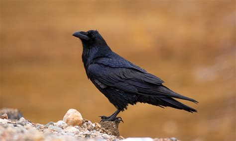 最常见黑色的鸟