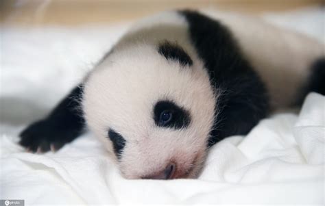 最新一批熊猫宝宝