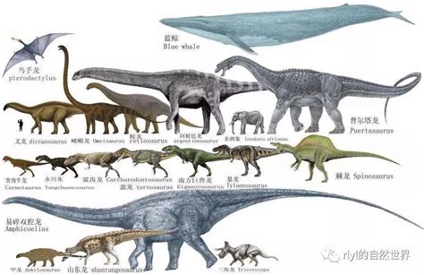 最晚灭绝的恐龙排名