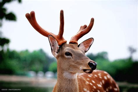 最漂亮鹿的图片大全
