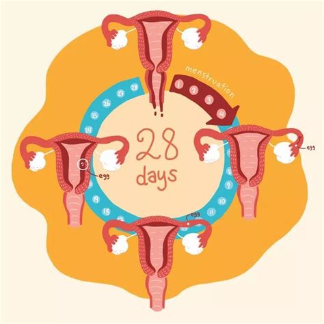月经周期多少容易怀孕