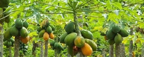木瓜的种植技术和管理方法
