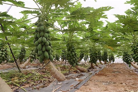 木瓜种植管理技术